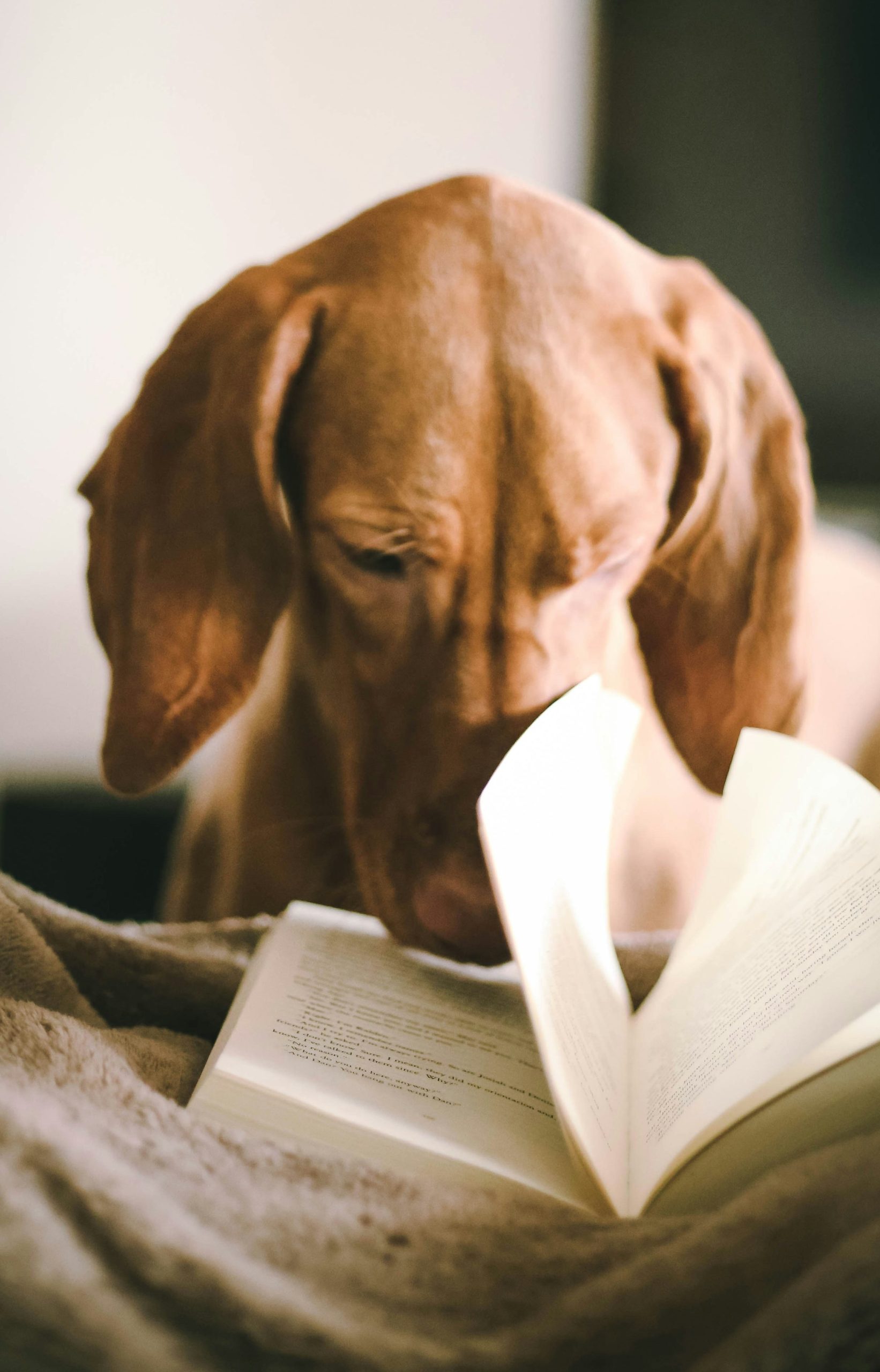 A dog reading a book